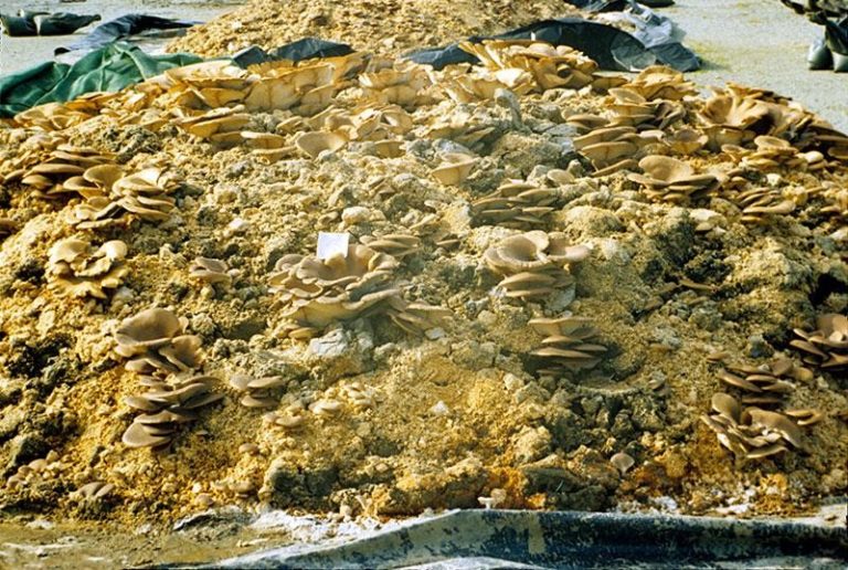 Mycoremediation the future of Bioremediation