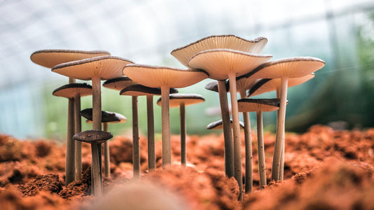 Understanding Urban Farming Ideas & Types of Mushrooms